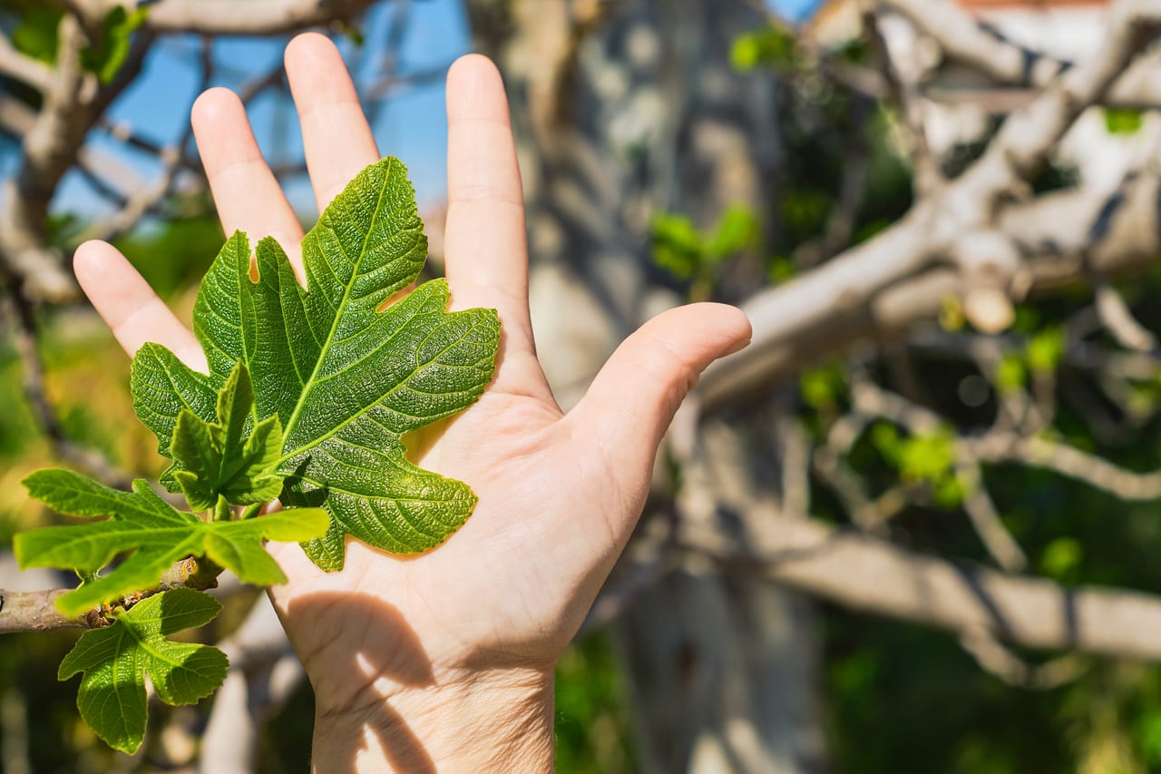 Mano abierta sosteniendo una hoja verde recién brotada de la rama de un árbol